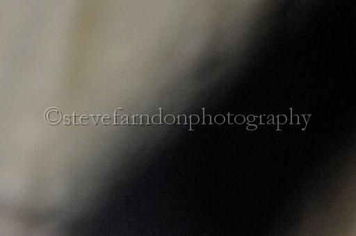 mayaction_872.JPG - (C)S.FARNDON