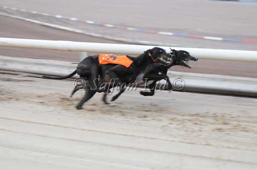 dogs6sep_0016.jpg