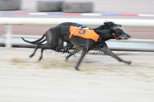 dogs6sep_0017.jpg