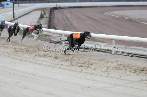 dogs6sep_0020.jpg