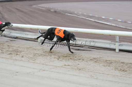 dogs6sep_0021.jpg