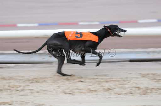 dogs6sep_0024.jpg