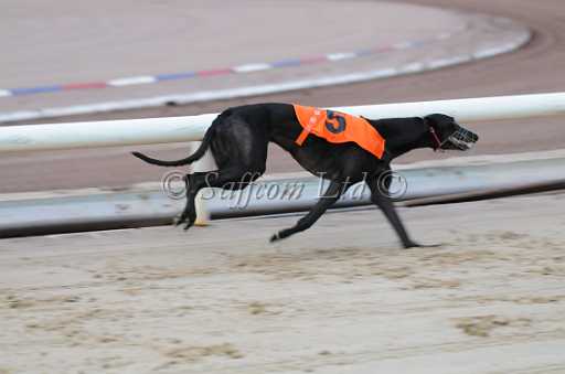 dogs6sep_0025.jpg