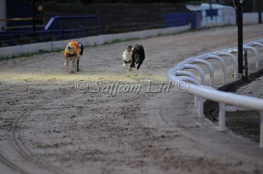 dogs6sep_0027.jpg