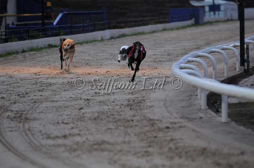dogs6sep_0028.jpg