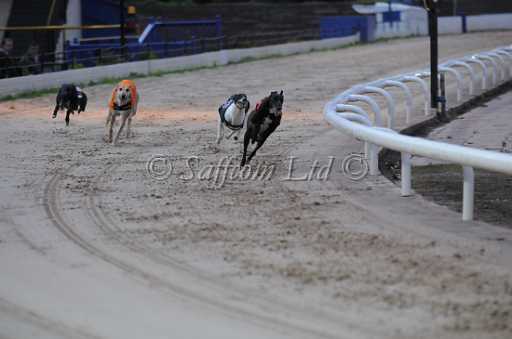 dogs6sep_0029.jpg