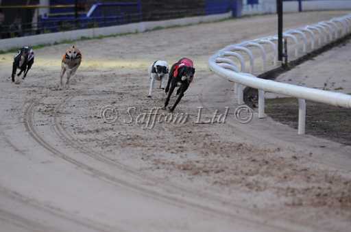dogs6sep_0030.jpg