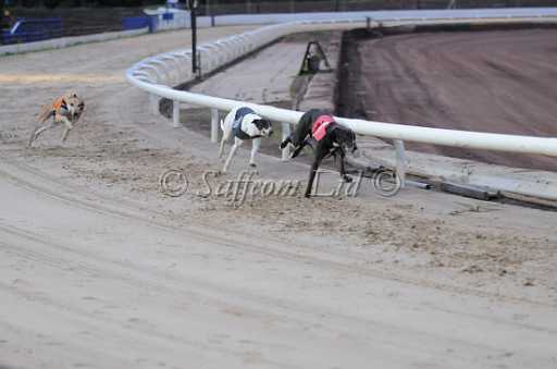 dogs6sep_0032.jpg