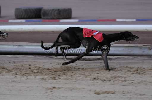 dogs6sep_0034.jpg