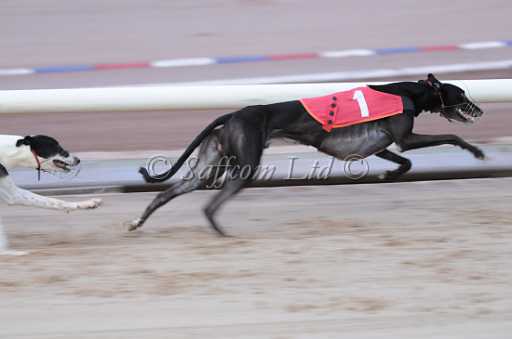 dogs6sep_0035.jpg