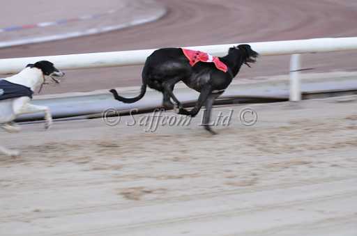 dogs6sep_0036.jpg