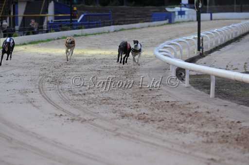 dogs6sep_0039.jpg