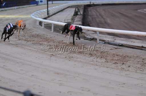 dogs6sep_0042.jpg