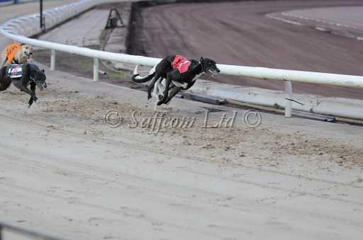 dogs6sep_0043.jpg