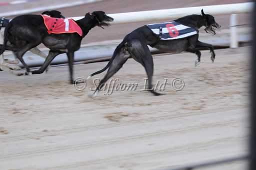 dogs6sep_0047.jpg
