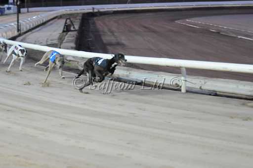 dogs6sep_0054.jpg