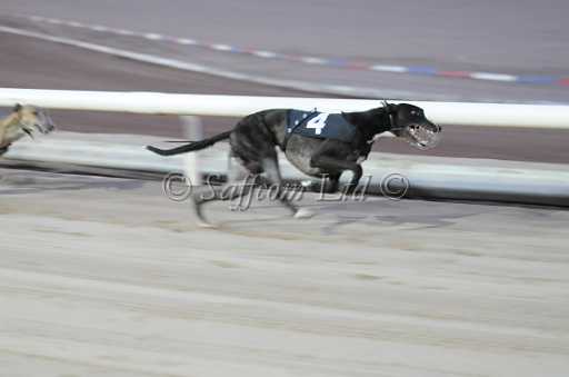 dogs6sep_0056.jpg