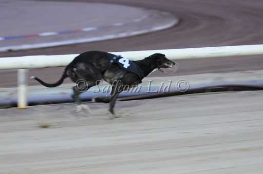 dogs6sep_0059.jpg