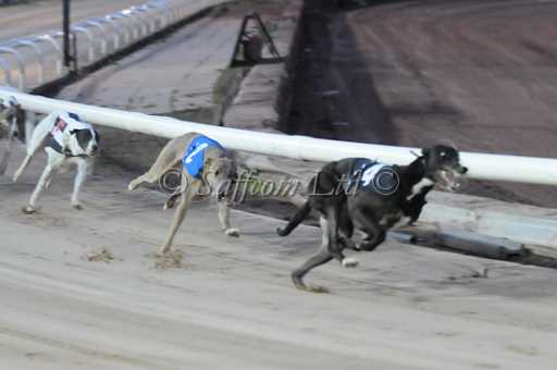 dogs6sep_0060.jpg