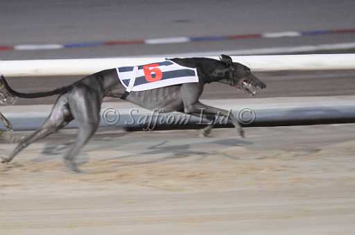 dogs6sep_0079.jpg