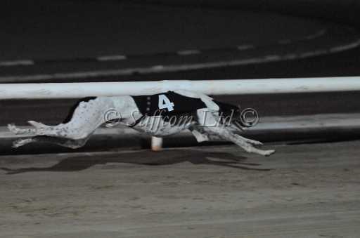 dogs6sep_0105.jpg