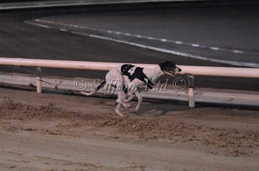 dogs6sep_0114.jpg