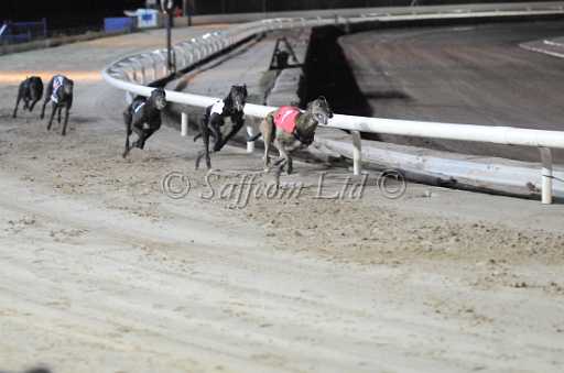 dogs6sep_0132.jpg