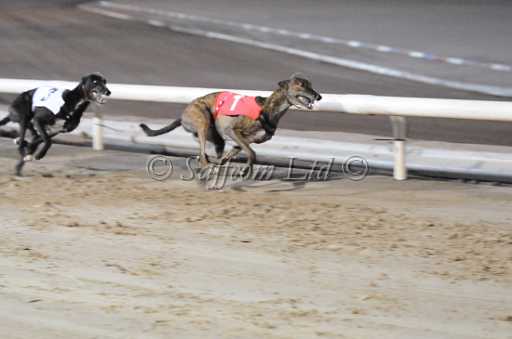 dogs6sep_0134.jpg