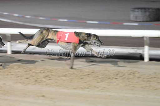 dogs6sep_0135.jpg
