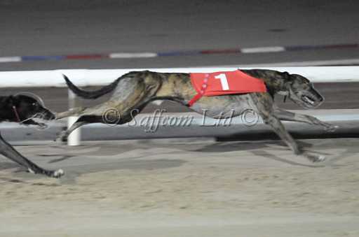 dogs6sep_0137.jpg