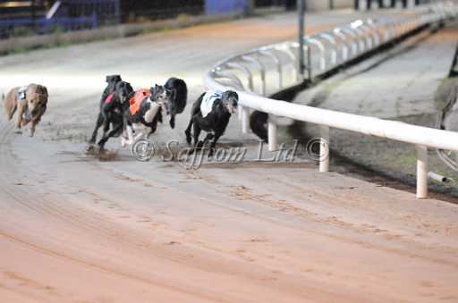 dogs6sep_0141.jpg