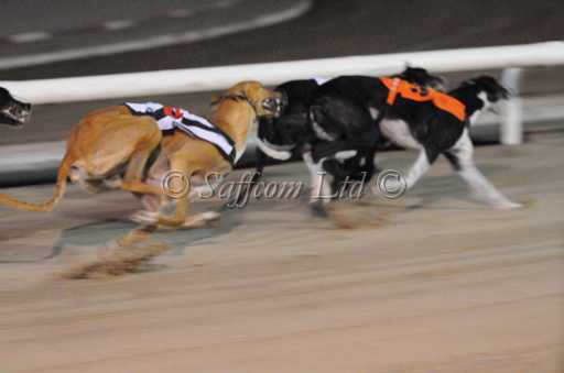 dogs6sep_0149.jpg