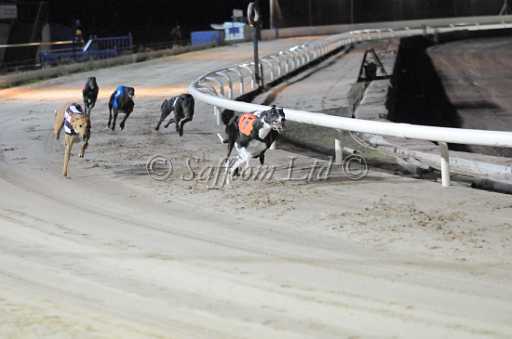 dogs6sep_0155.jpg