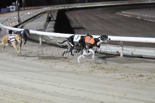 dogs6sep_0157.jpg