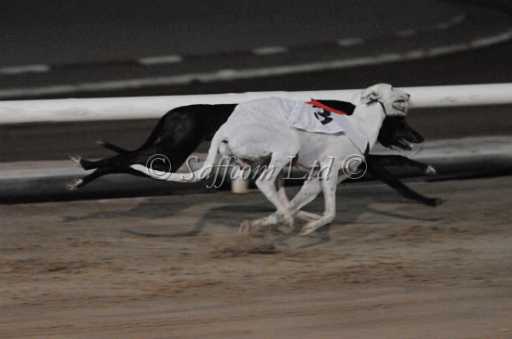 dogs6sep_0169.jpg