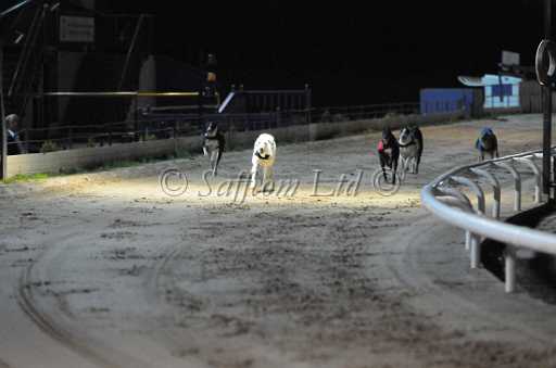 dogs6sep_0173.jpg