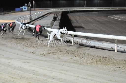 dogs6sep_0179.jpg