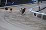 dogs6sep_0029