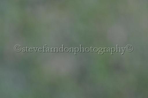 BED_3912.JPG - (C)S.FARNDON