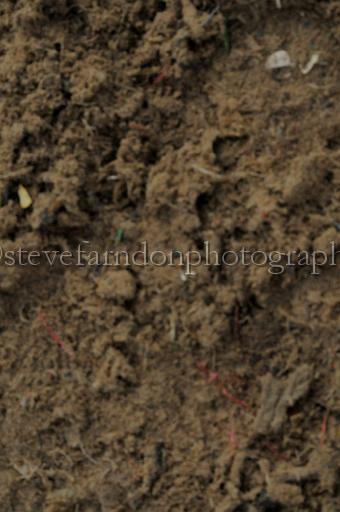 NRS_0240.JPG - (C)S.FARNDON