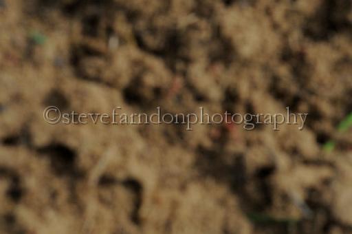 NRS_0278.JPG - (C)S.FARNDON