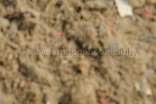NRS_0298.JPG - (C)S.FARNDON