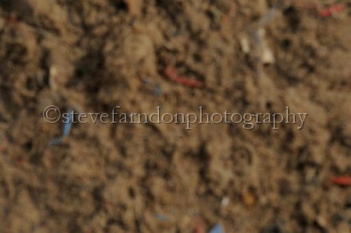 NRS_0311.JPG - (C)S.FARNDON
