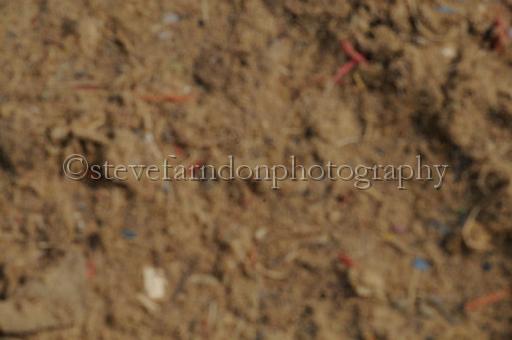 NRS_0333.JPG - (C)S.FARNDON