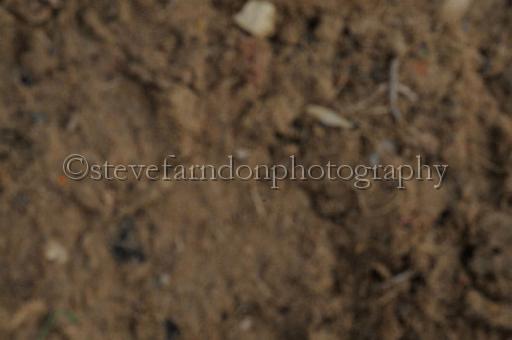NRS_0376.JPG - (C)S.FARNDON