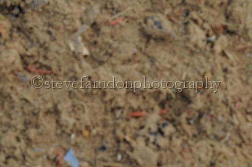 NRS_0421.JPG - (C)S.FARNDON
