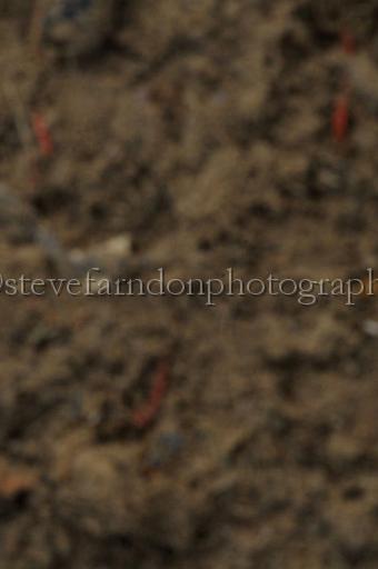 NRS_0466.JPG - (C)S.FARNDON