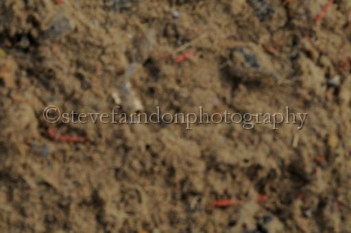 NRS_0490.JPG - (C)S.FARNDON