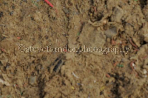 NRS_0516.JPG - (C)S.FARNDON