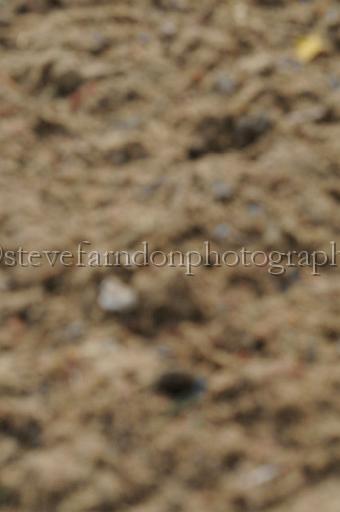 NRS_0542.JPG - (C)S.FARNDON